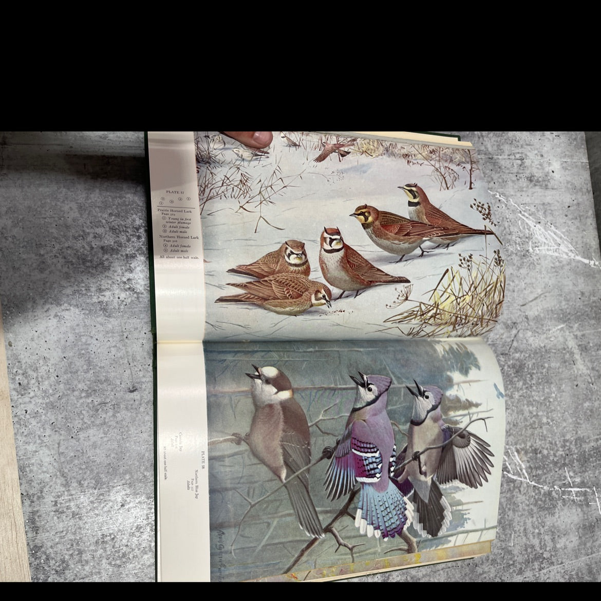 a natural history of american birds of eastern and central north america book, by edward howe forbush, 1955 Hardcover image 4