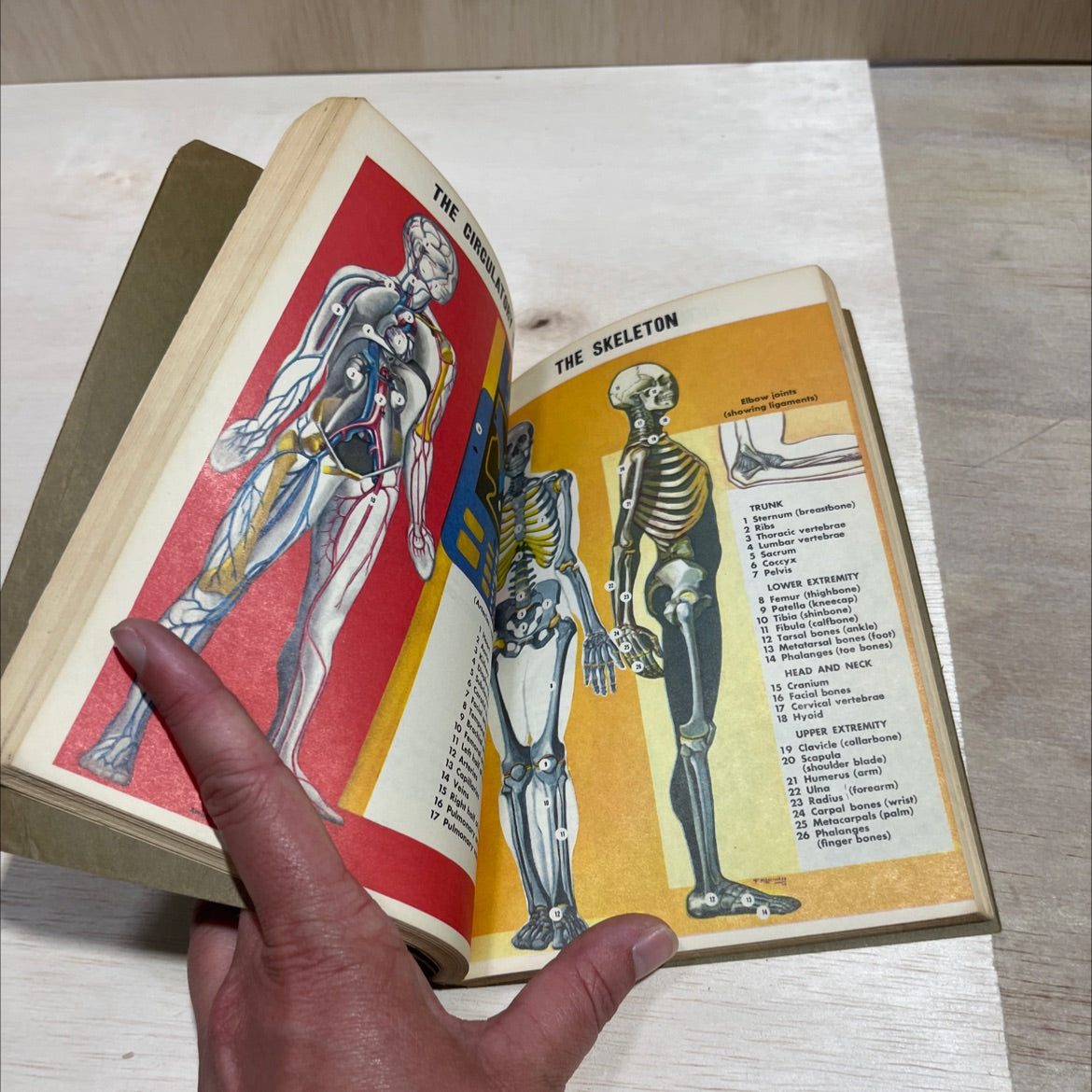 american red cross first aid textbook book, by american national red cross, 1970 Paperback image 4