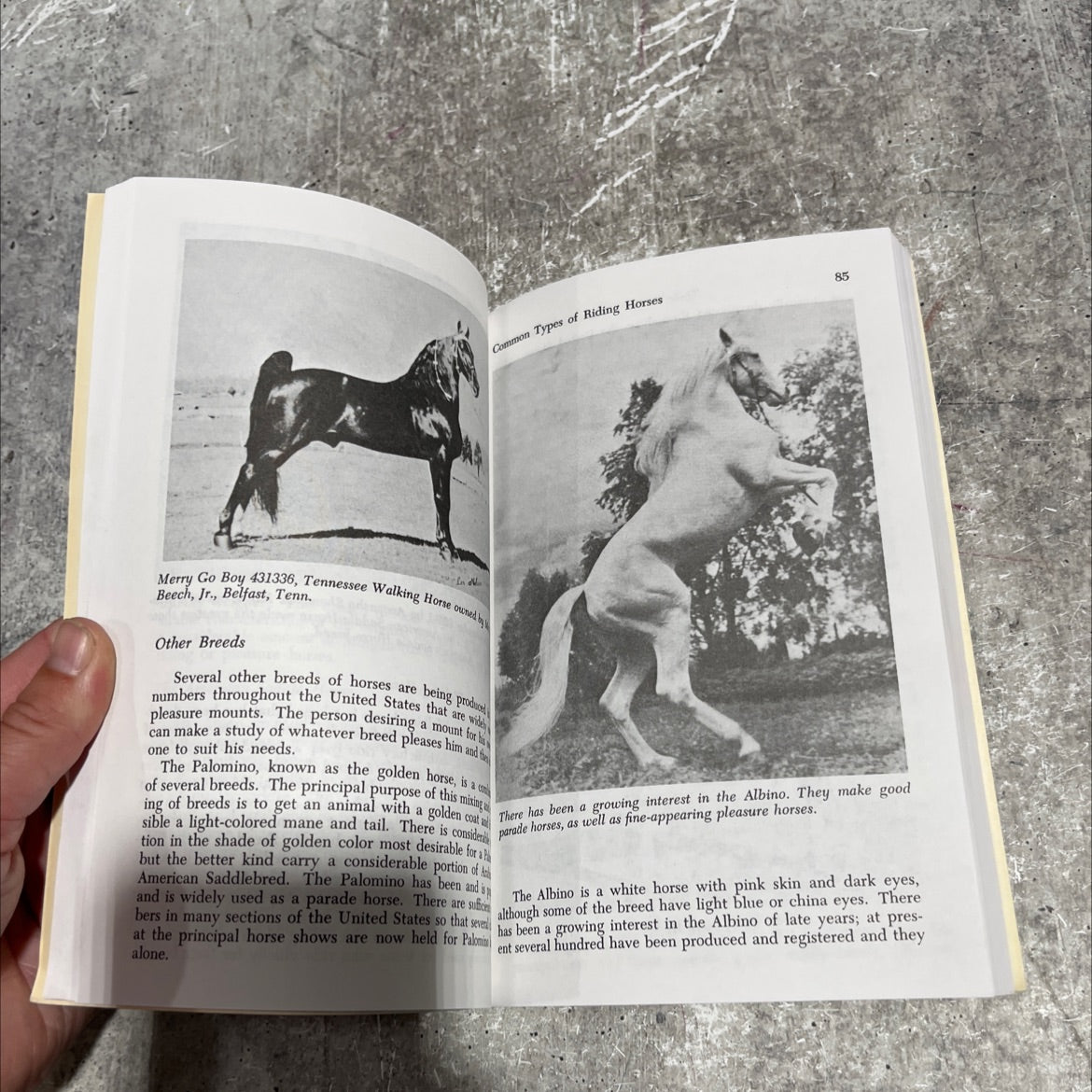 an expert's guide to horse selection & care for beginners book, by george h. conn, d.v.m., b.s.a.h., 1969 Paperback image 4