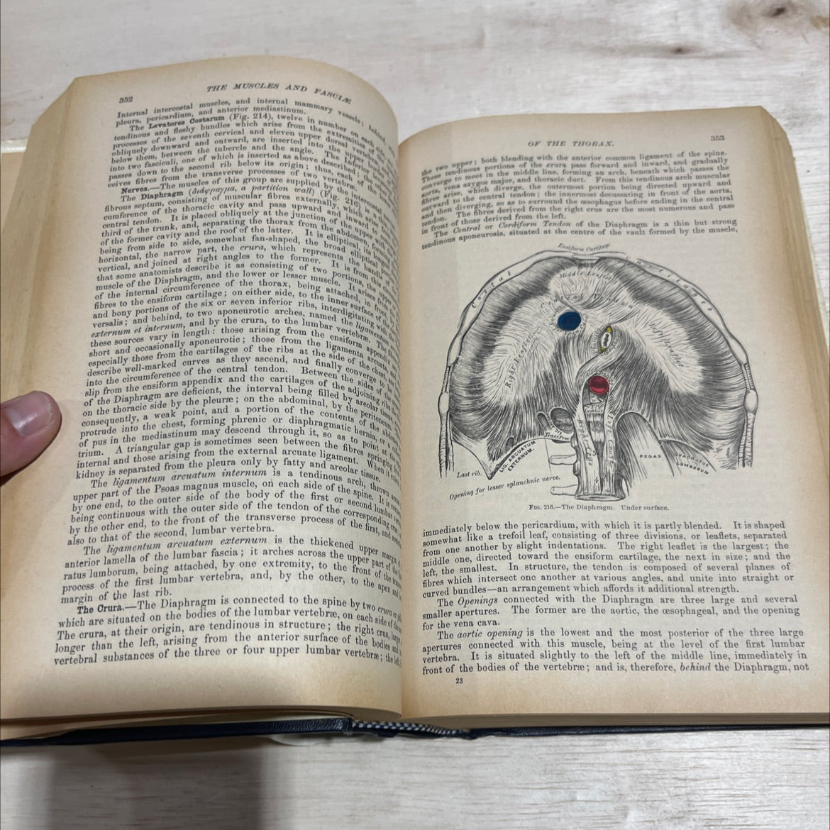 anatomy descriptive and surgical book, by henry gray, 1970 Hardcover image 4