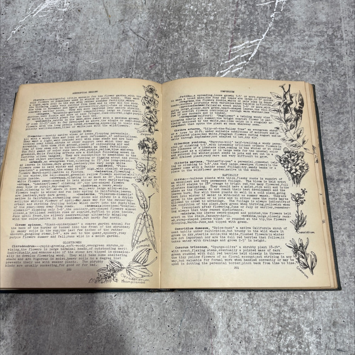 check lists for the ornamental plants of subtropical regions a handbook for ready reference book, by roland stewart image 4