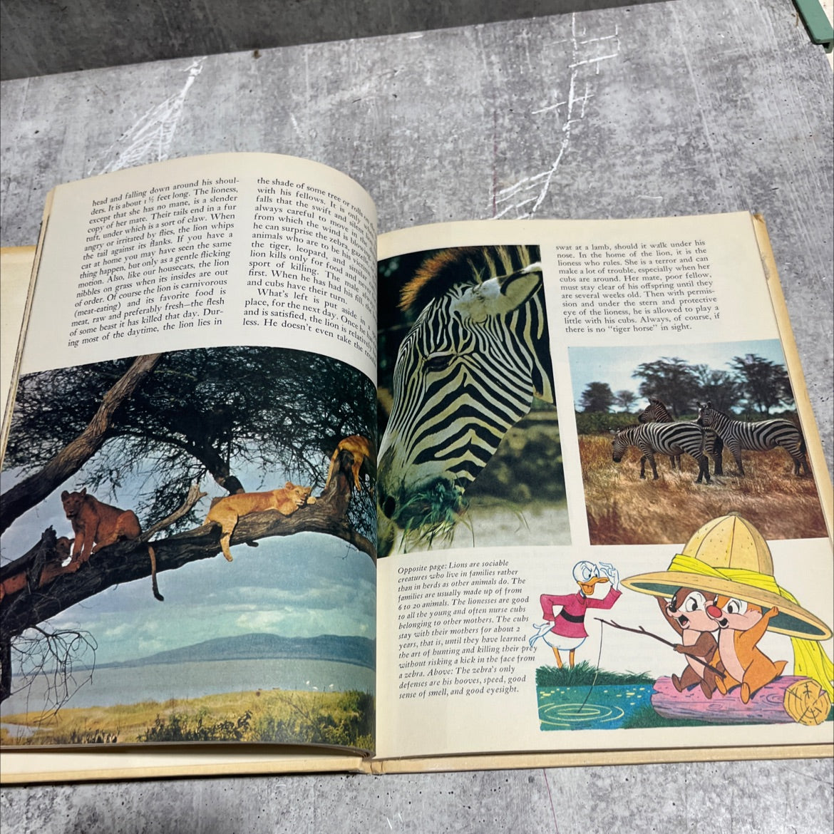 disney's wonderful world of knowledge book, by unknown, 1973 Hardcover image 4