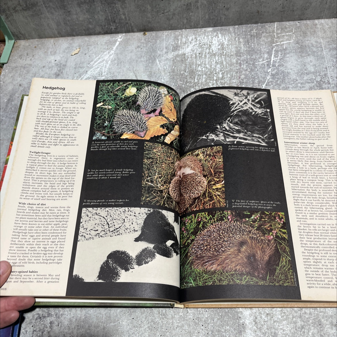 funk & wagnalls wildlife encyclopedia book, by Dr. Maurice Burton and Robert Burton, 1974 Hardcover image 4