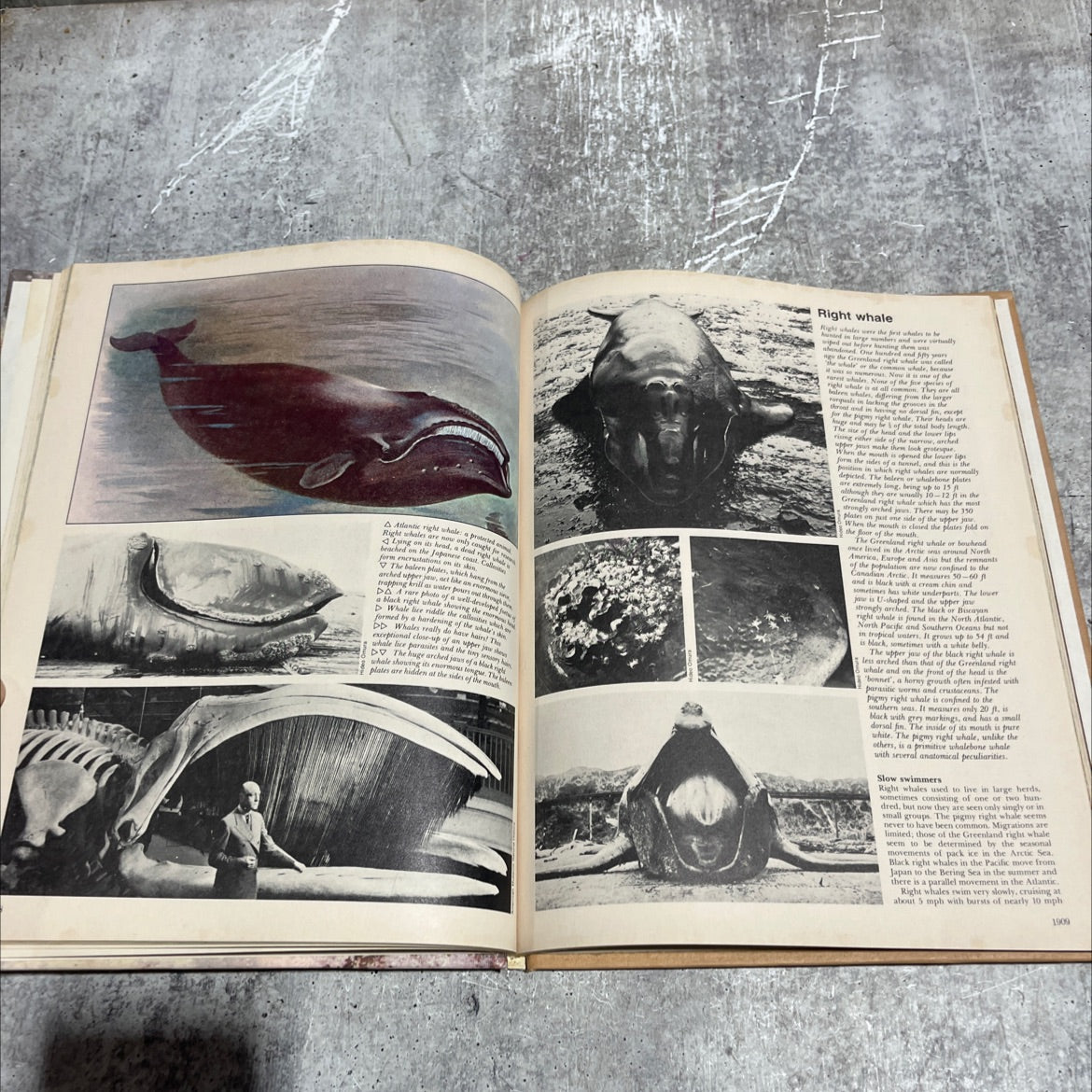 funk&wagnalls wildlife encyclopedia book, by Dr. Maurice Burton and Robert Burton, 1974 Hardcover image 4