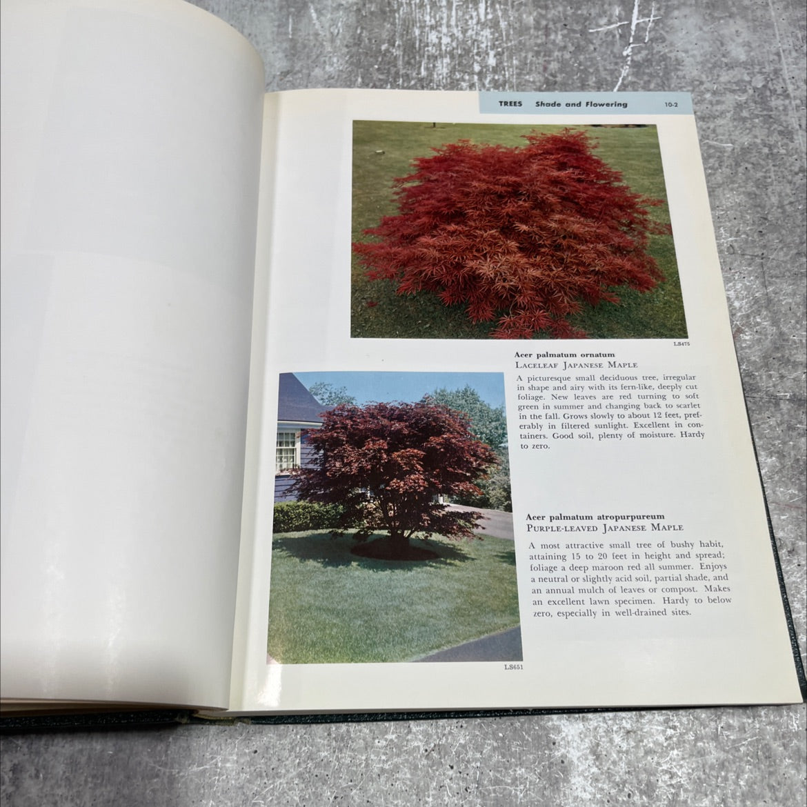 garden plants in color volume 1 trees shrubs vines book, by henry t. skinner, 1958 Hardcover image 4