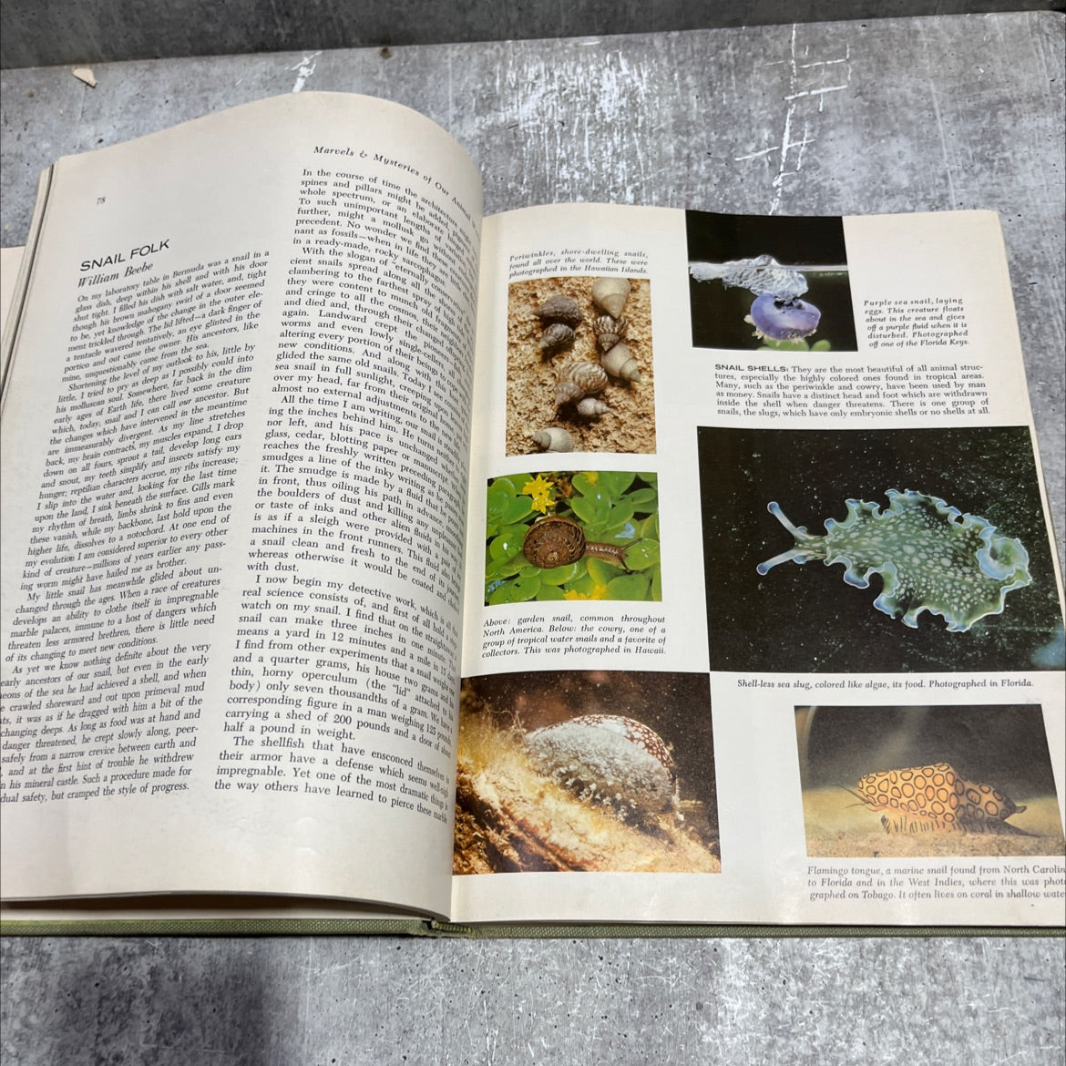 marvels & mysteries of our animal world book, by jean george, 1964 Hardcover image 4