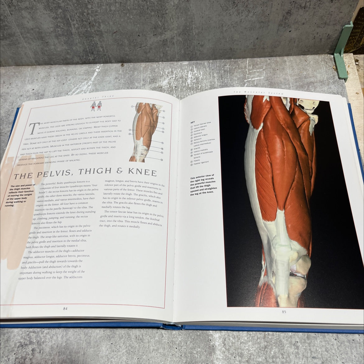 new atlas of human anatomy book, by Thomas McCracken, 1999 Hardcover image 4
