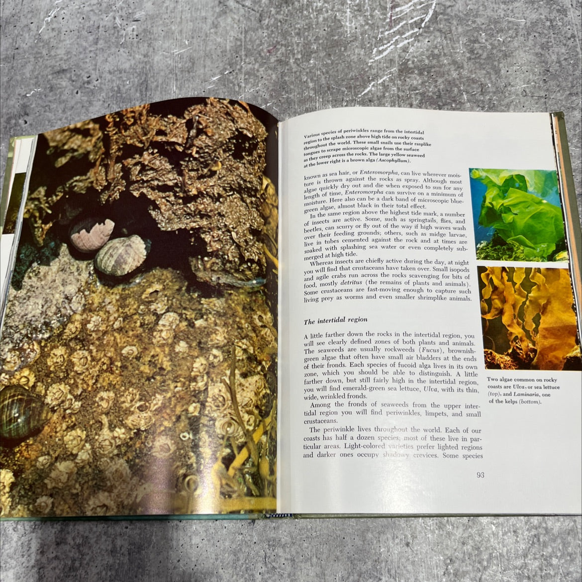 our living world of nature the life of the seashore book, by william h. amos, 1969 Hardcover image 4