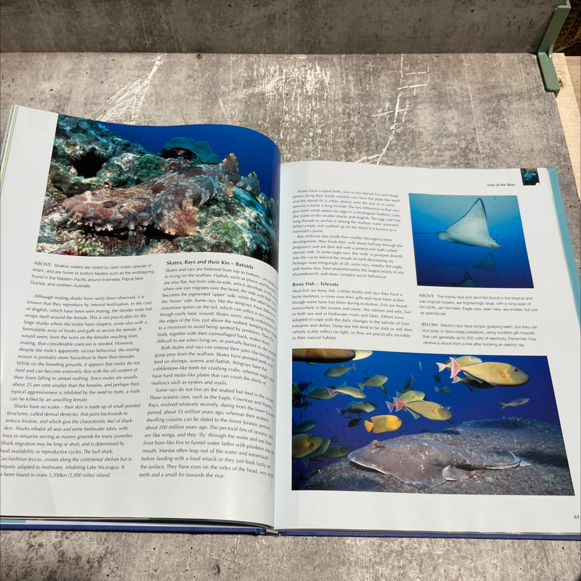 out of the blue book, by paul horsman, 2005 Hardcover image 4