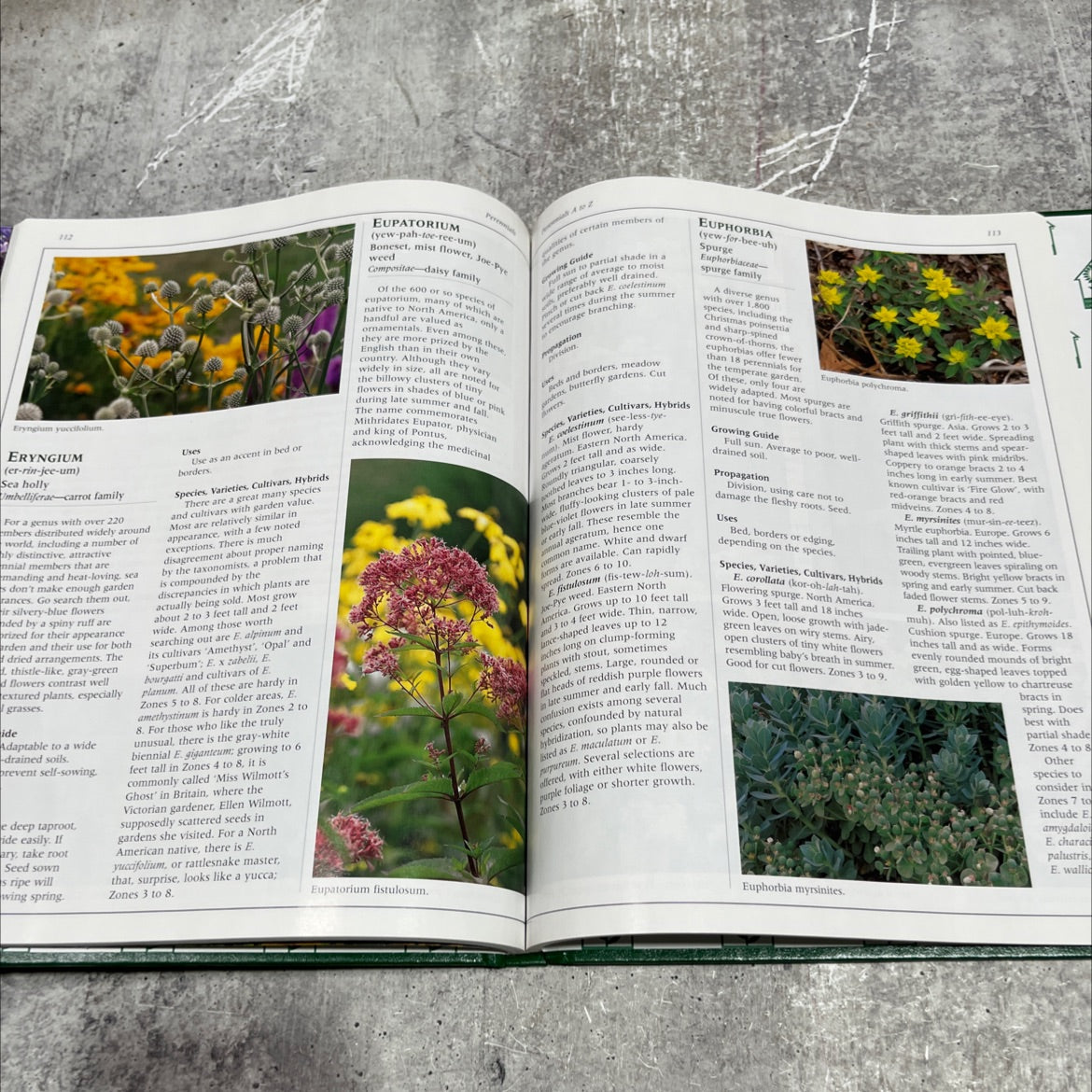 perennials book, by maggie oster, 2002 Hardcover image 4