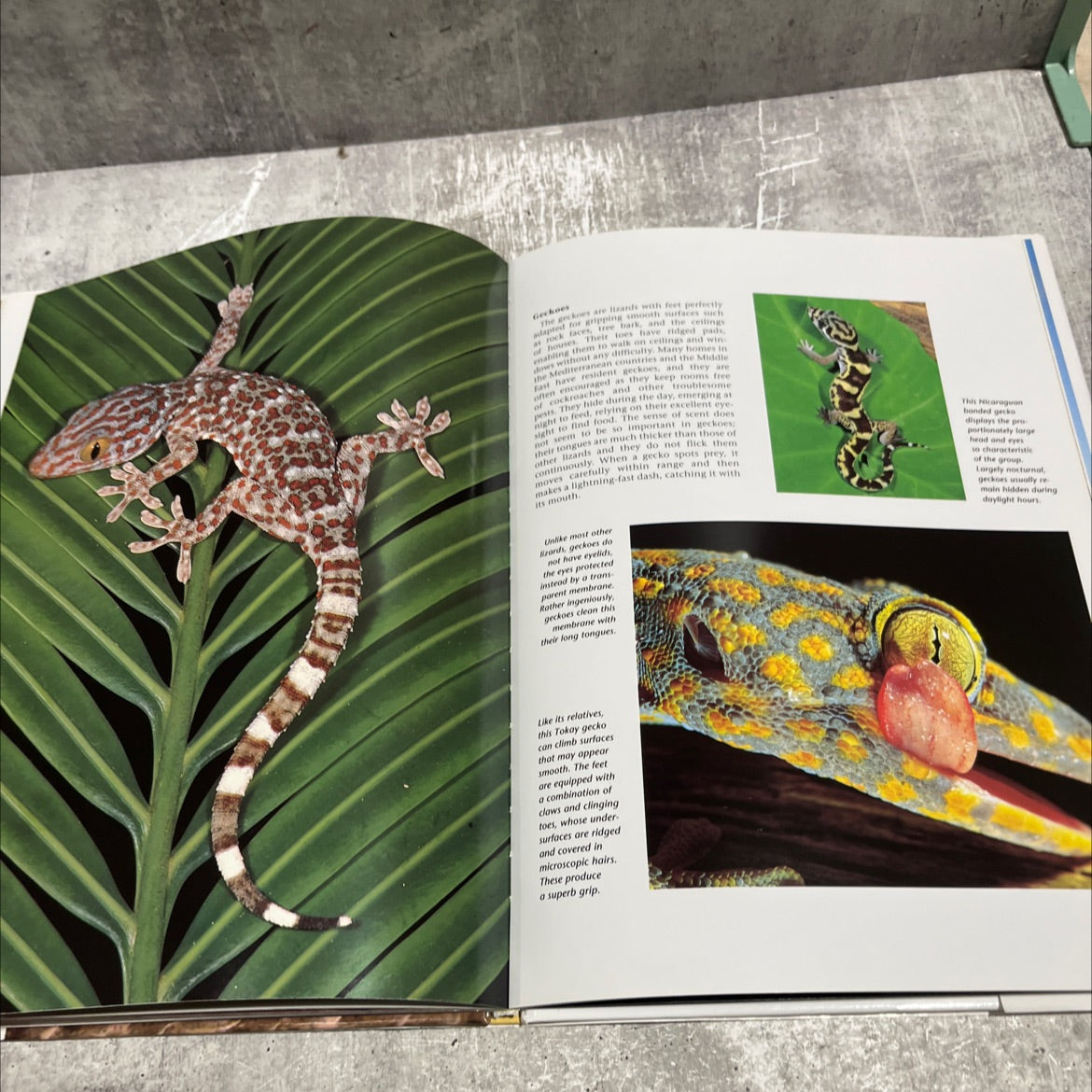 snakes & reptiles a portrait of the animal world book, by andrew cleave, 2013 Hardcover image 4