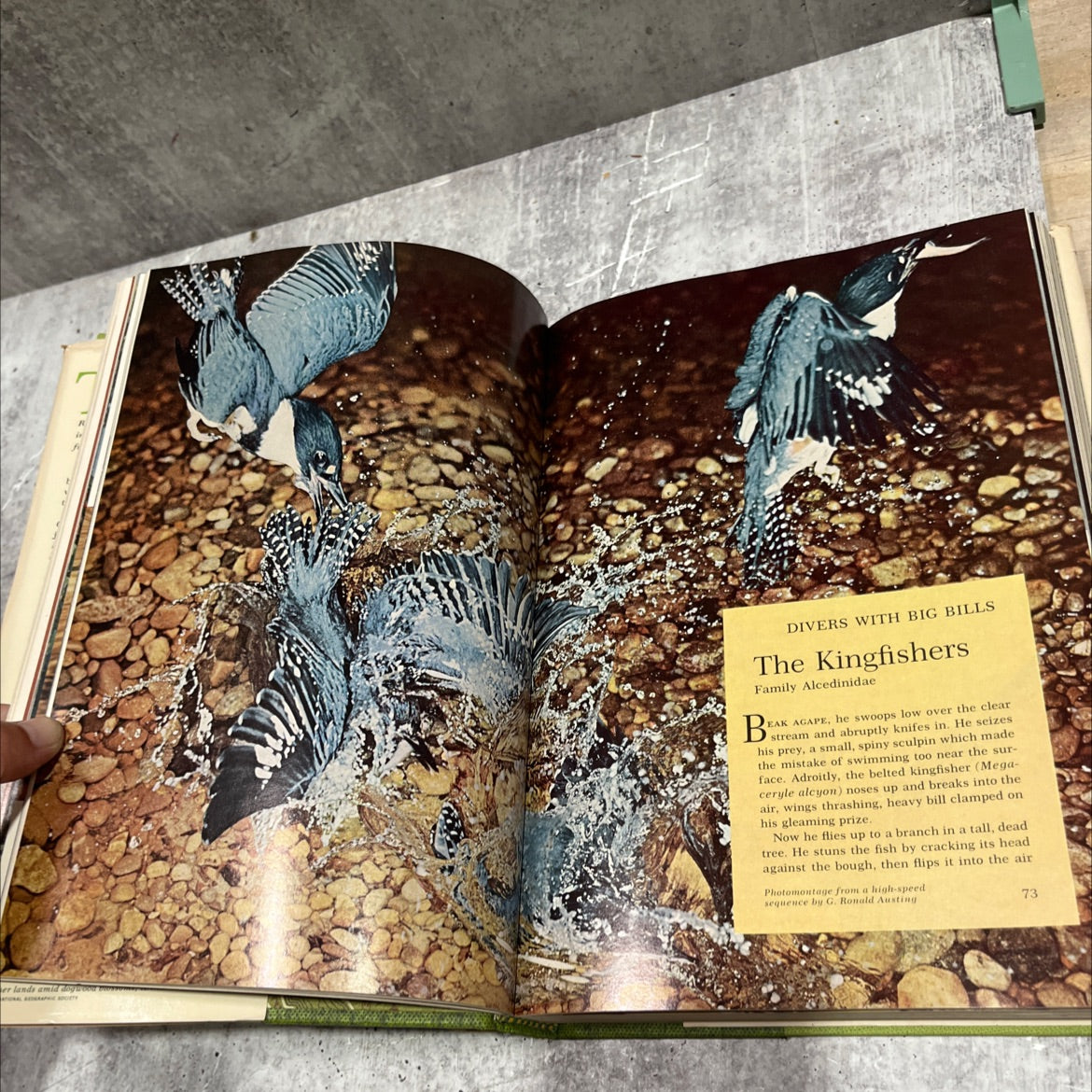 song and garden birds of north america book, by alexander wetmore, 1976 Hardcover image 4