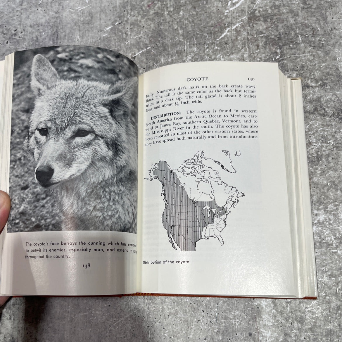 sportsman's guide to game animals a field book of north american species book, by Leonard Lee Rue III, 1973 Hardcover image 4