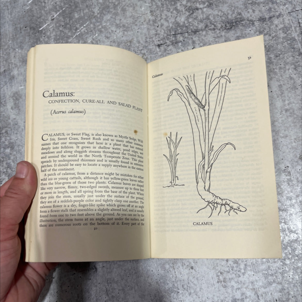 stalking the wild asparagus book, by euell gibbons, 1970 Paperback image 4