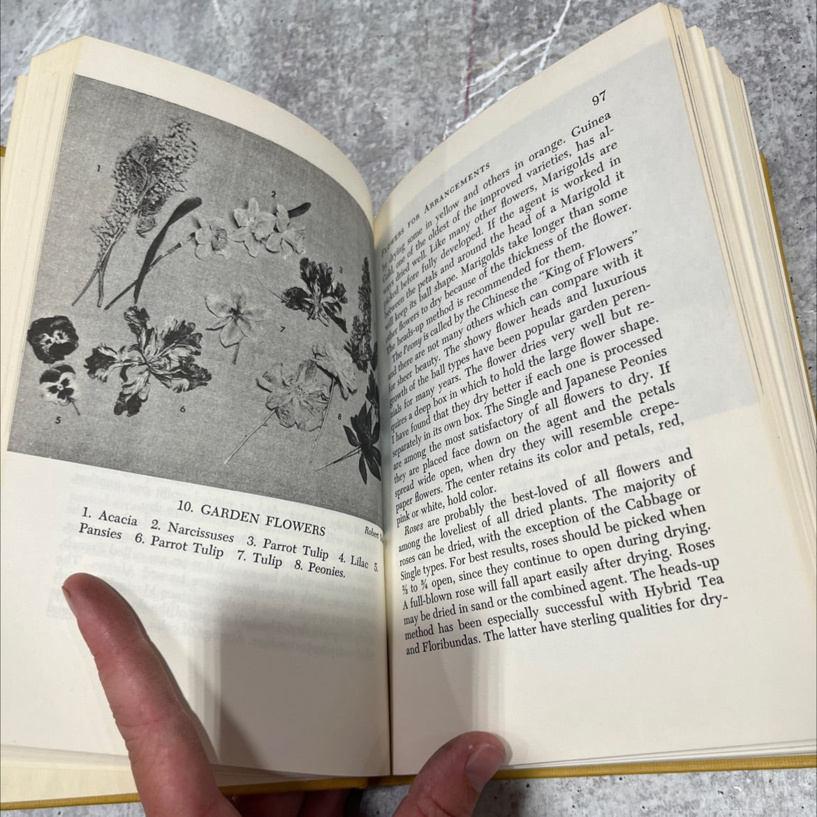 the art of drying plants and flowers book, by Mabel Squires, 1958 Hardcover image 4