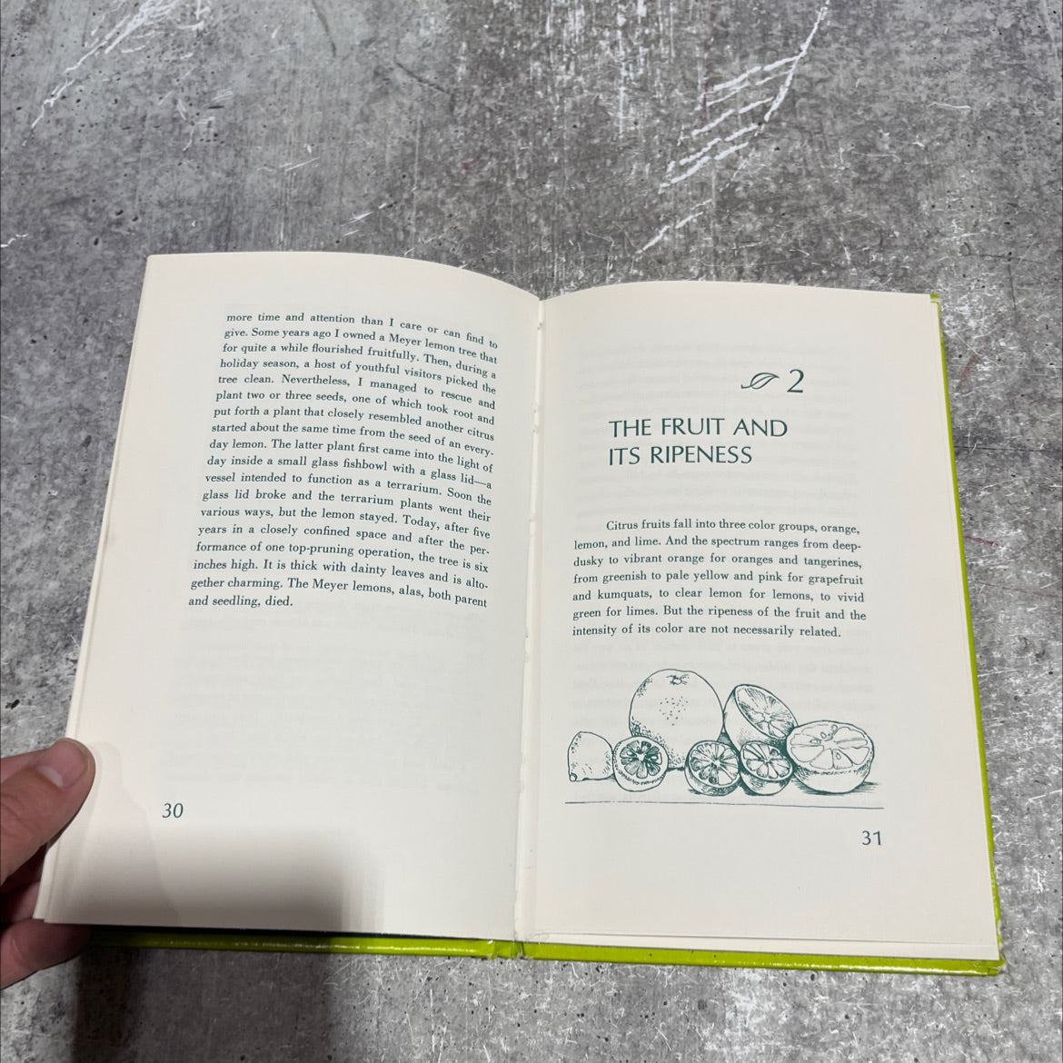 the citrus indoor book, by Hazel Perper, 1971 Hardcover image 4