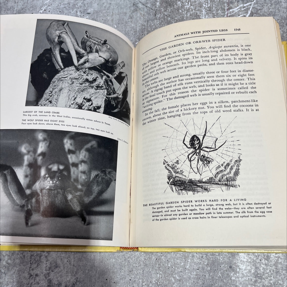 the illustrated encyclopedia of animal life the animal kingdom book, by frederick drimmer, m.a., 1961 Hardcover image 4
