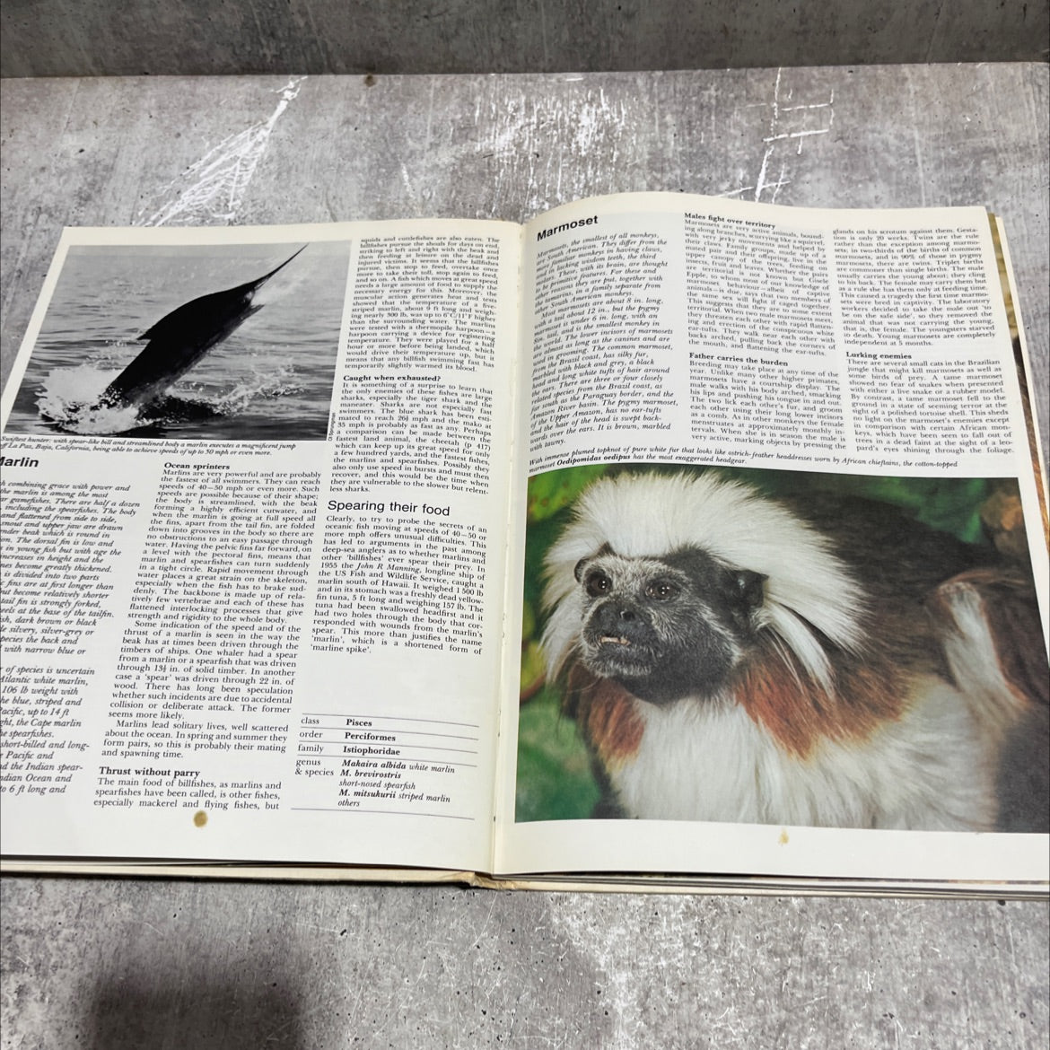 the international wildlife encyclopedia book, by dr. maurice burton, robert burton, 1969 Hardcover image 4