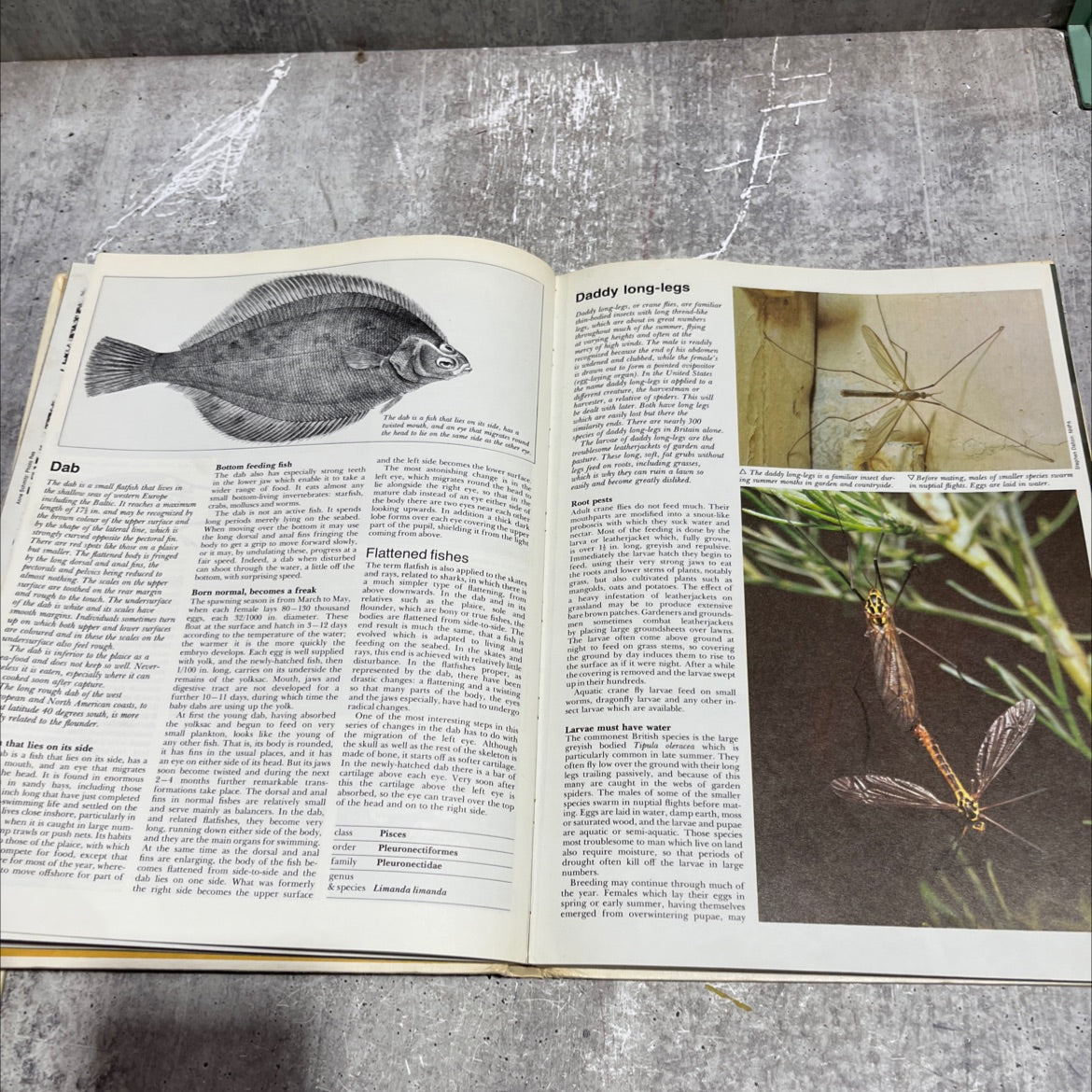 the international wildlife encyclopedia book, by dr. maurice burton, robert burton, 1969 Hardcover image 4