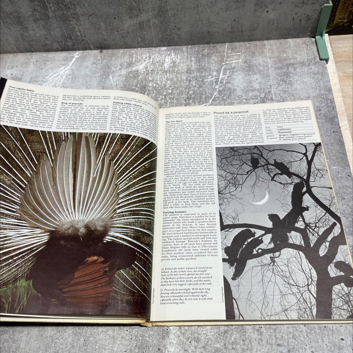 the international wildlife encyclopedia book, by dr. maurice burton, robert burton, 1970 Hardcover image 4