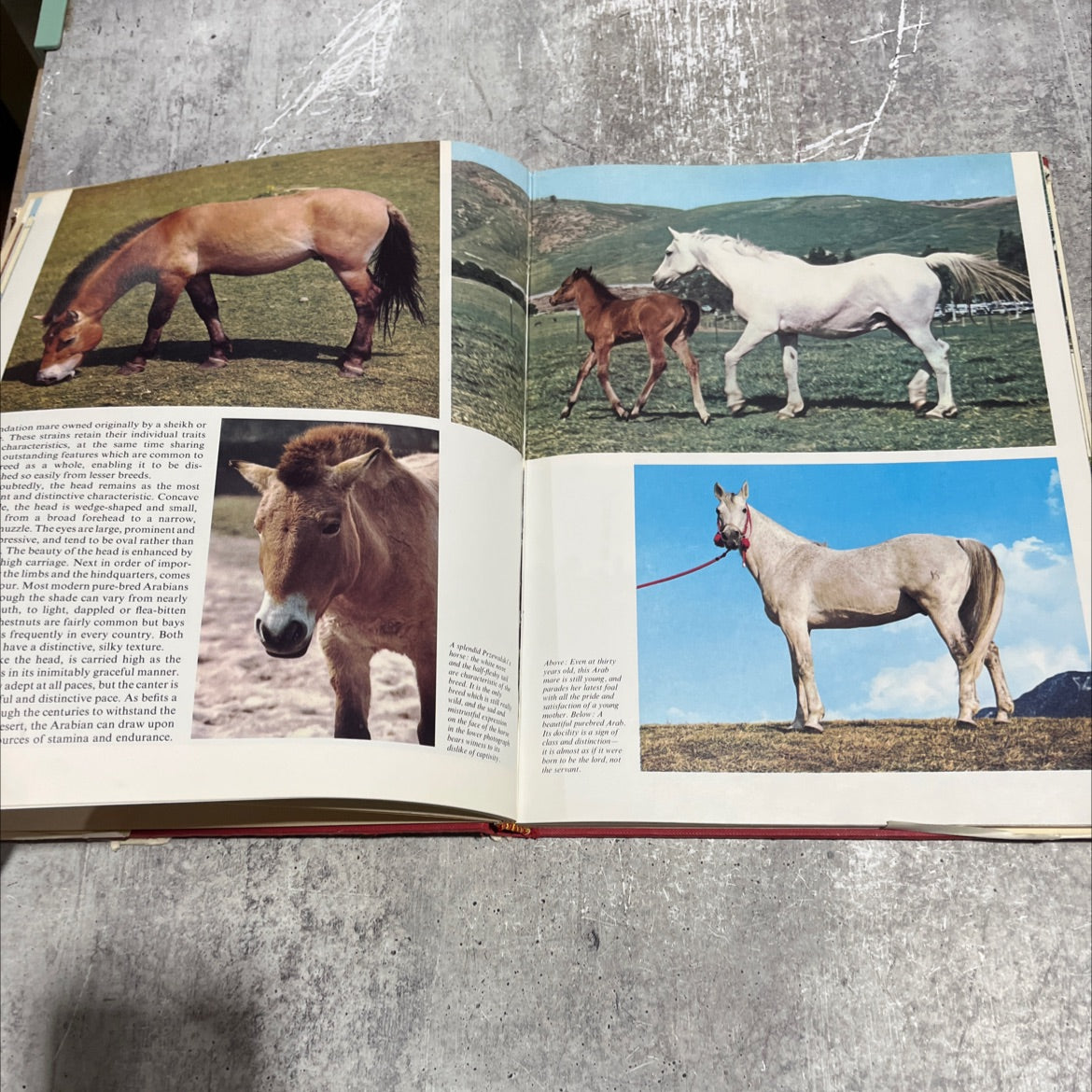 the world of nature horses of the world book, by pamela macgregor morris, nereo lugli, 1973 Hardcover image 4