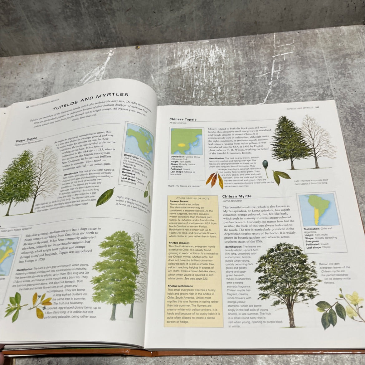 trees of the world an illustrated encyclopedia and identifier book, by tony russell, catherine cutler, martin walters, image 4