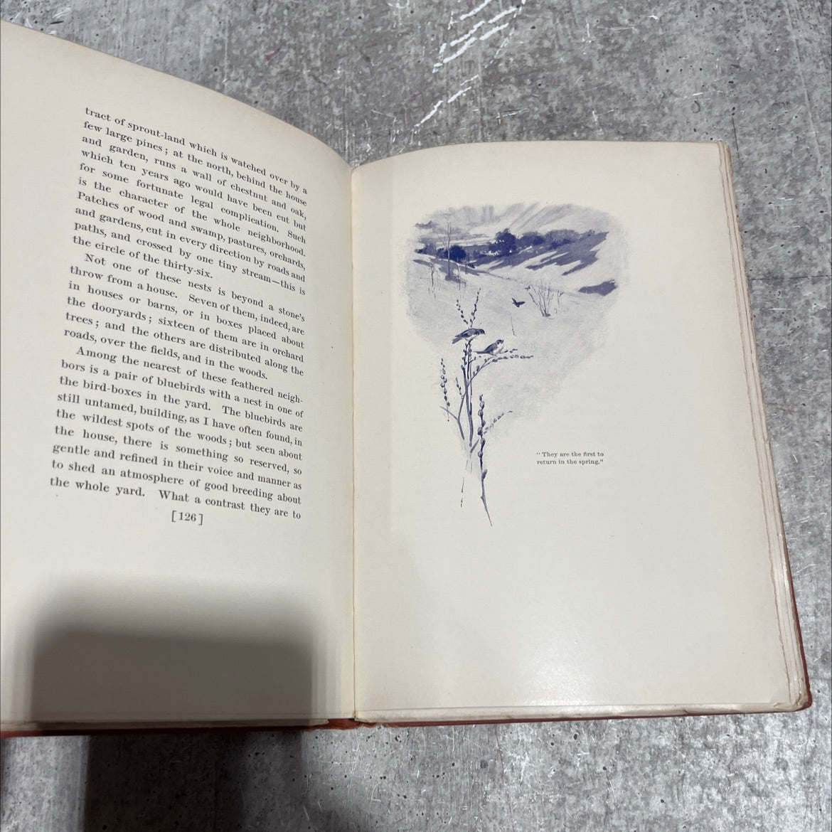 wild life mear ibome book, by dallas lore sharp, 1901 Hardcover image 4