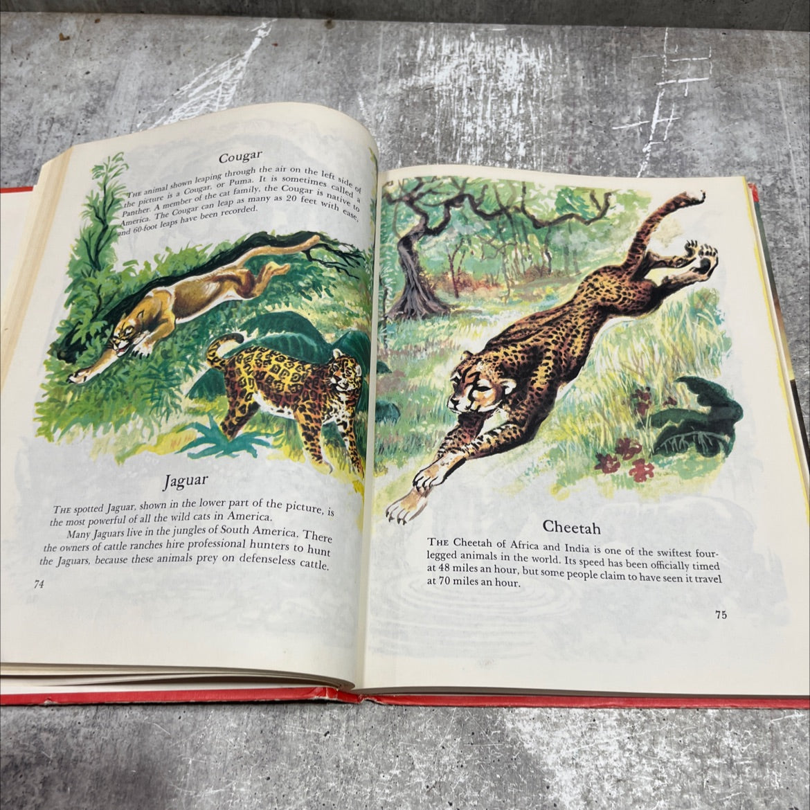 wonders of nature a child's introduction to the world of animals, plants, birds, fish & insects book, by unknown, 1974 image 4