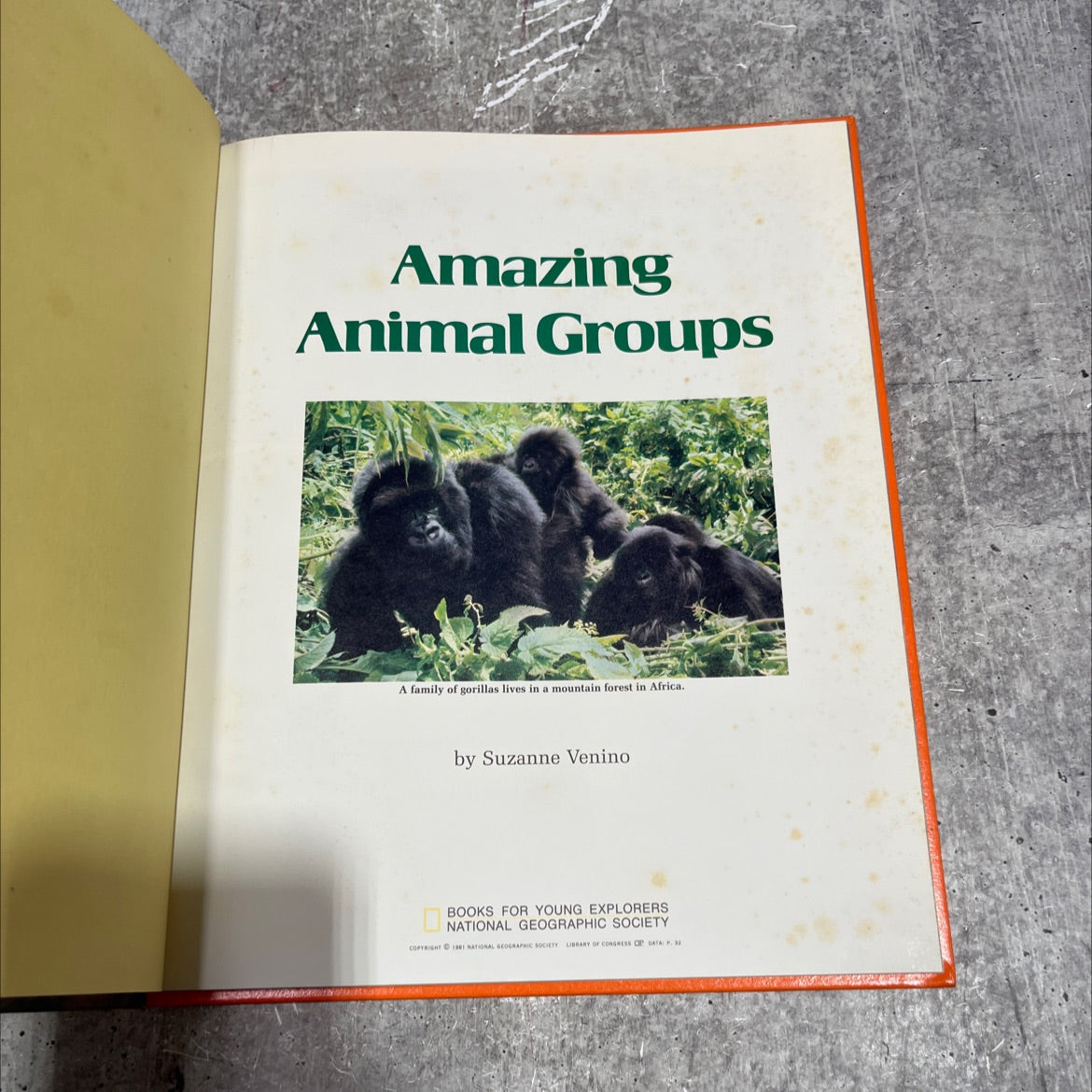 amazing animal groups book, by Suzanne Venino, 1981 Hardcover image 2