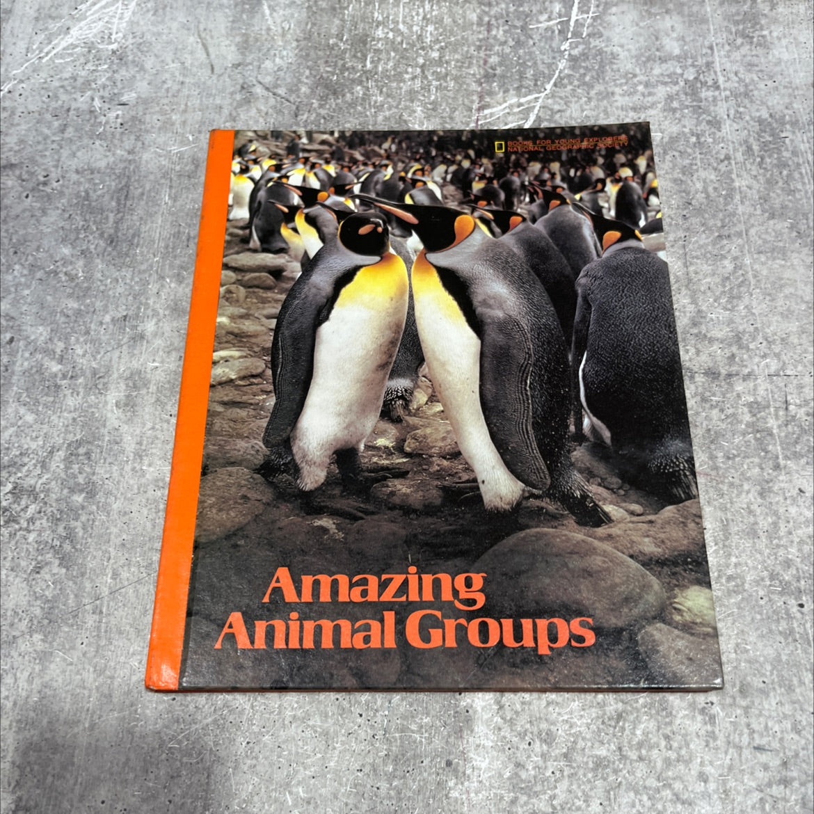 amazing animal groups book, by Suzanne Venino, 1981 Hardcover image 1