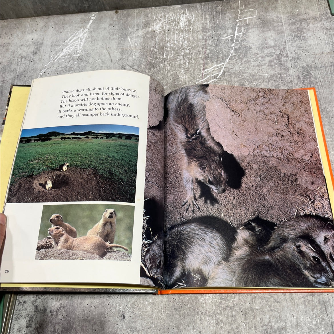amazing animal groups book, by Suzanne Venino, 1981 Hardcover image 4