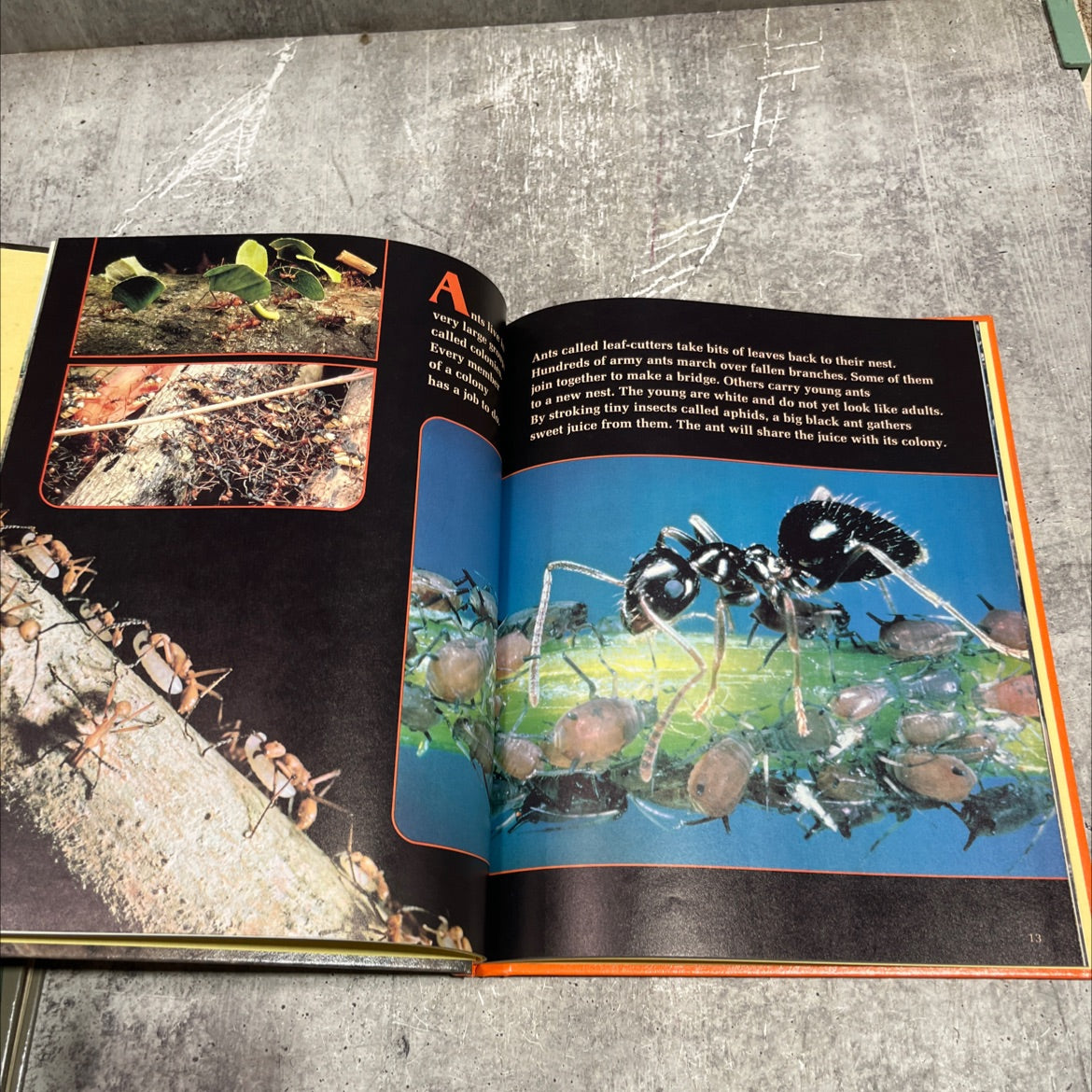 amazing animal groups book, by Suzanne Venino, 1981 Hardcover image 3