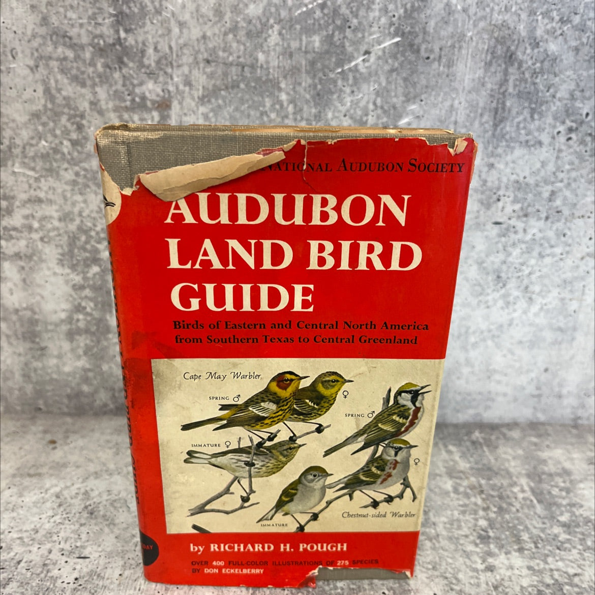 audubon land bird guide small land birds of eastern & central north america from southern texas to central greenland image 1