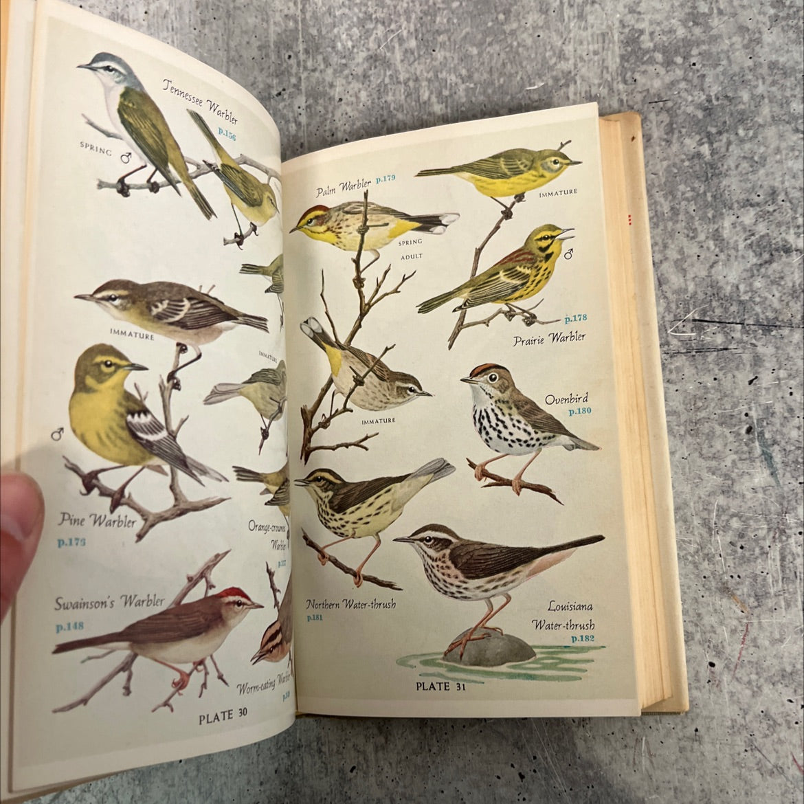 audubon land bird guide small land birds of eastern & central north america from southern texas to central greenland image 4