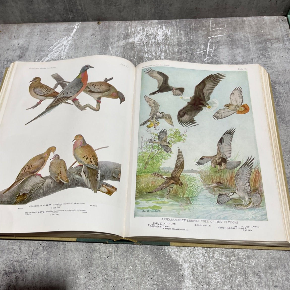 birds of america book, by t. gilbert pearson, 1936 Hardcover image 4