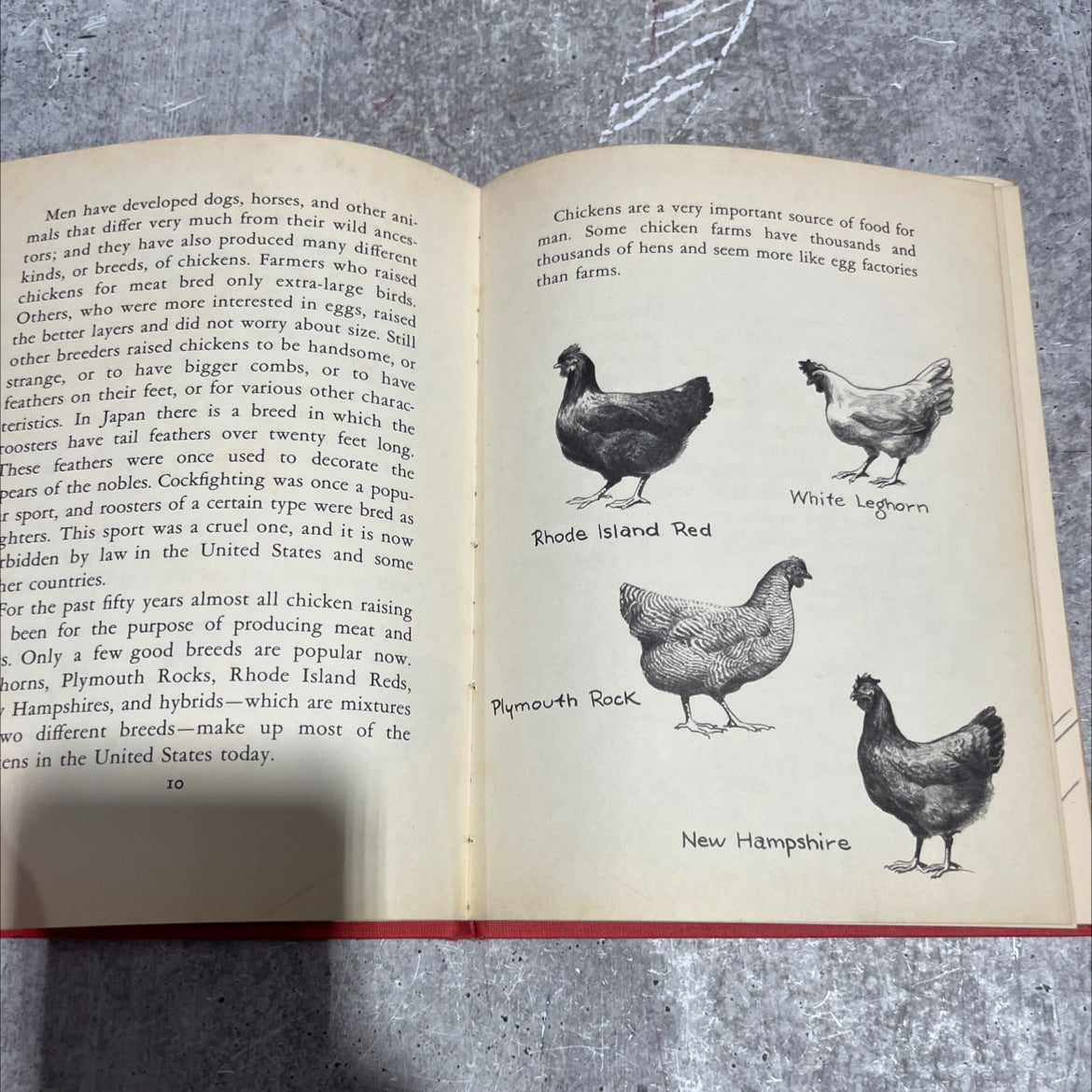 chickens and how to raise them book, by louis darling, 1955 Hardcover image 4