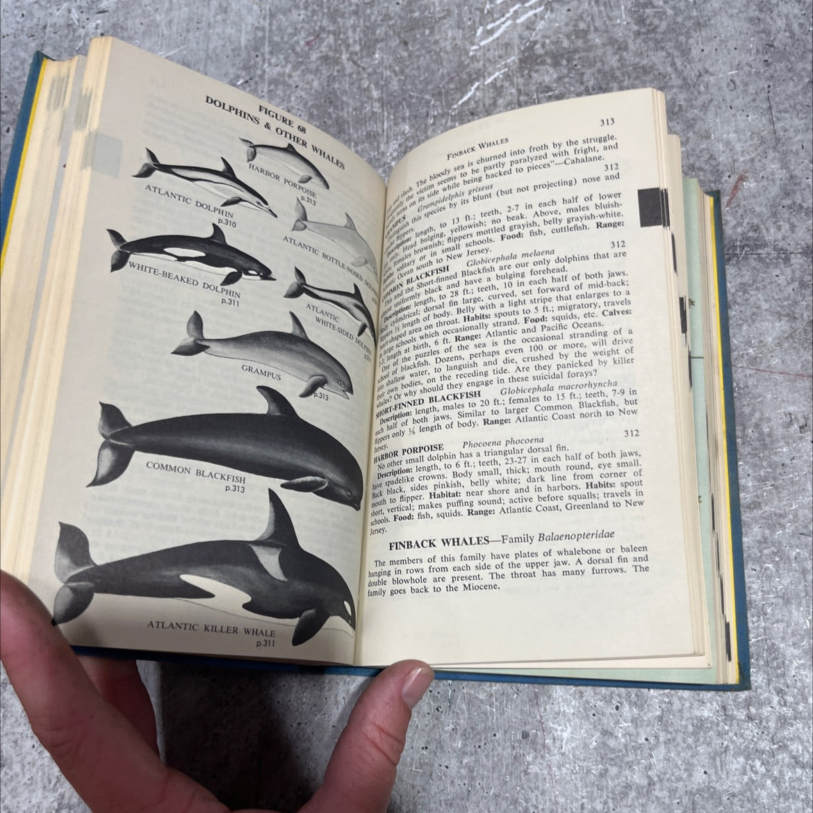 complete field guide to american wildlife: east, central and north book, by Henry Hill Collins, Jr., 1959 Hardcover image 4