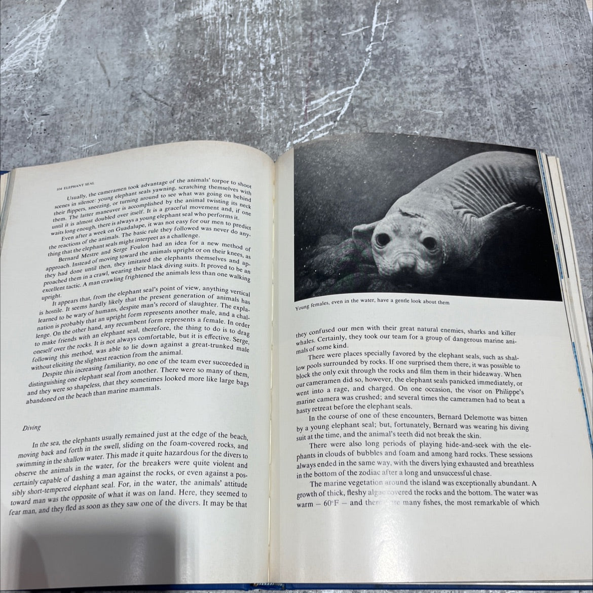 diving companions book, by jacques-yves cousteau, philippe diolé, 1974 Hardcover image 4