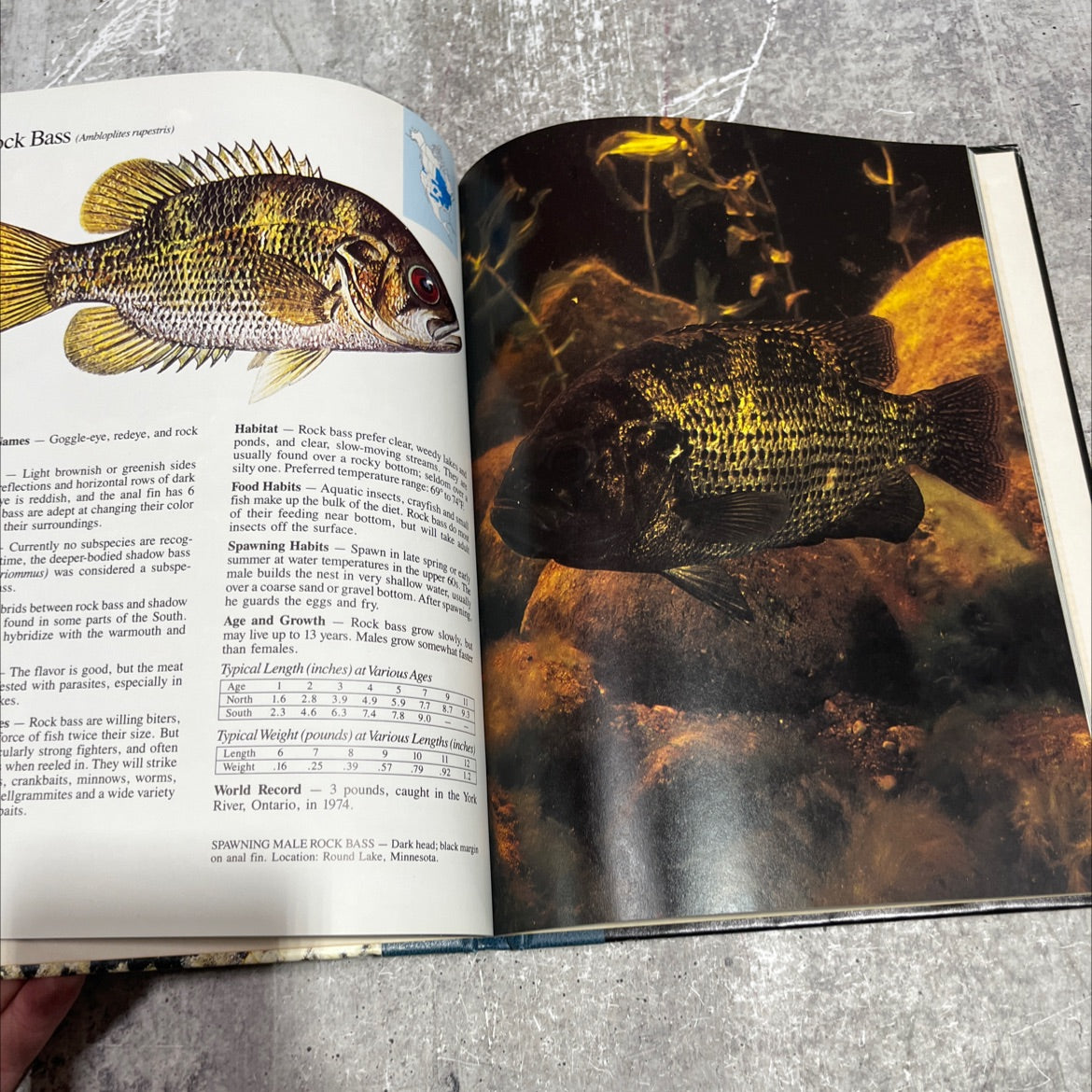 freshwater gamefish of north america book, by Dick Sternberg, 1987 Hardcover image 4