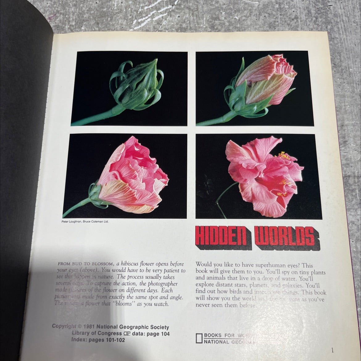 from bud to blossom book, by Peter Loughran, 1981 Hardcover image 2