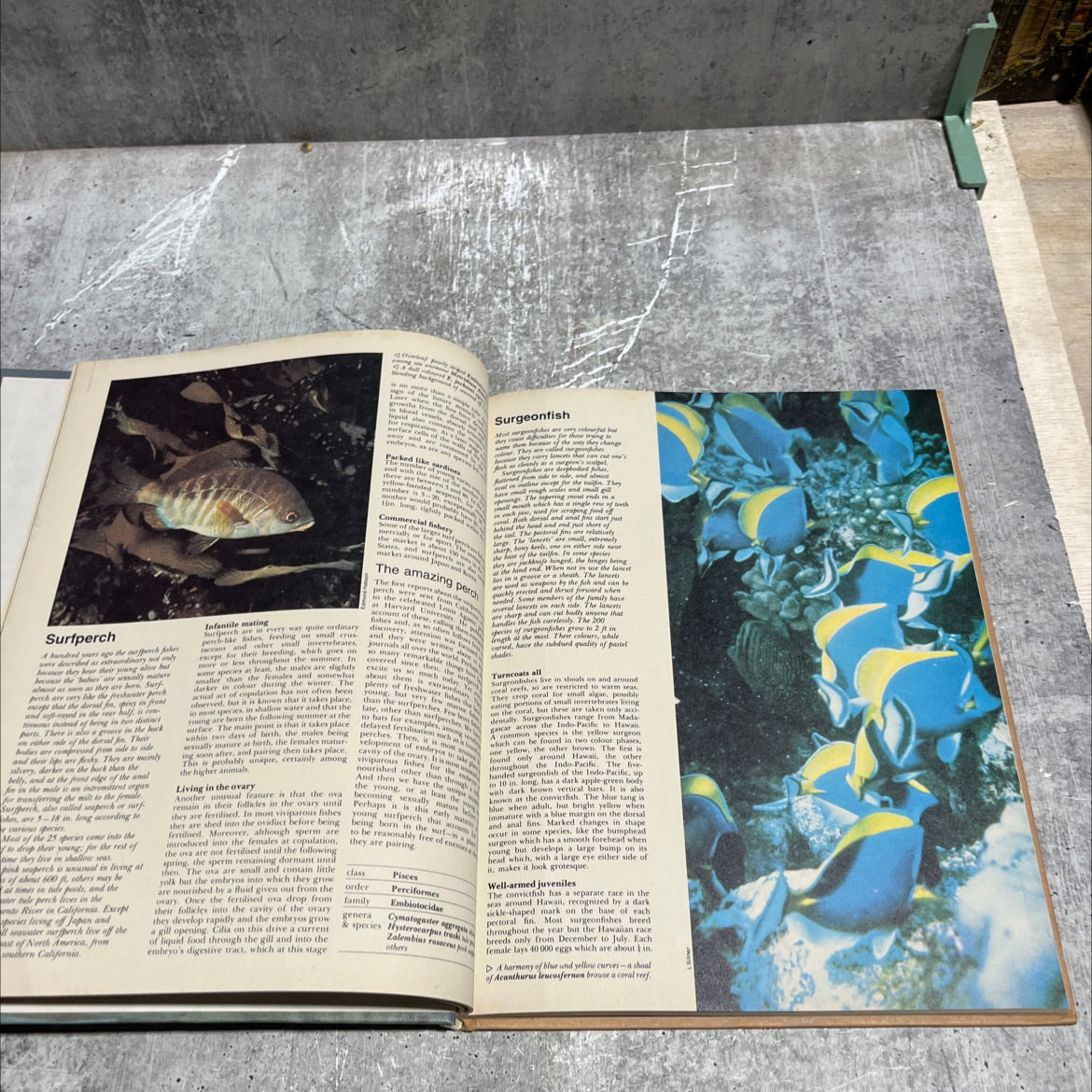 funk & wagalls wildlife encyclopedia book, by Dr. Maurice Burton and Robert Burton, 1974 Hardcover image 4