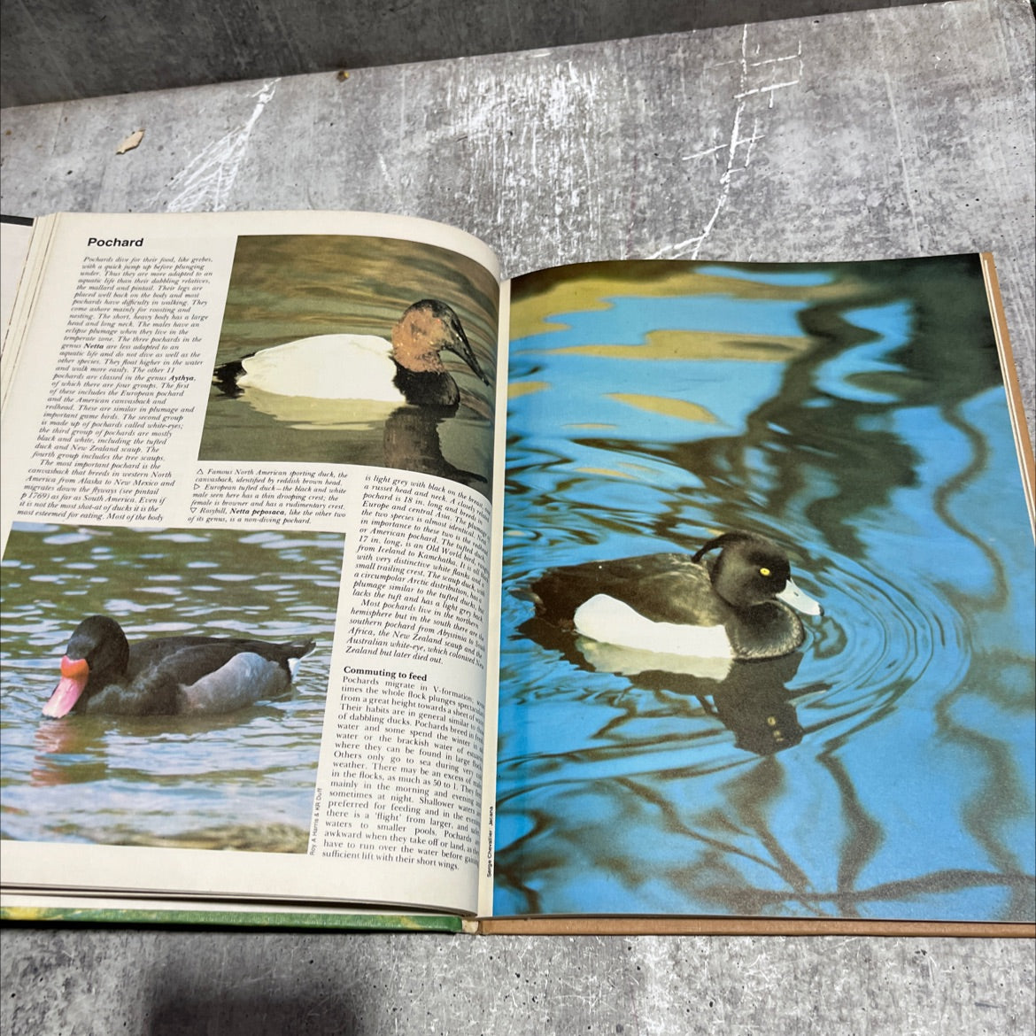 funk & wagnalls wildlife encyclopedia book, by Dr. Maurice Burton and Robert Burton, 1970 Hardcover image 4