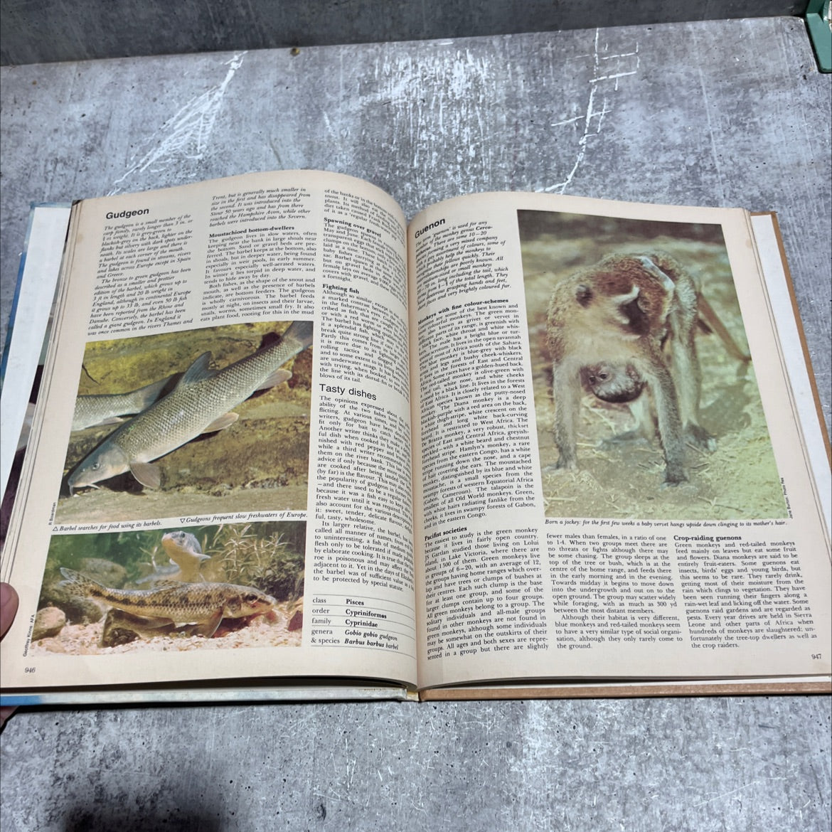 funk & wagnalls wildlife encyclopedia book, by Dr. Maurice Burton and Robert Burton, 1974 Hardcover image 4