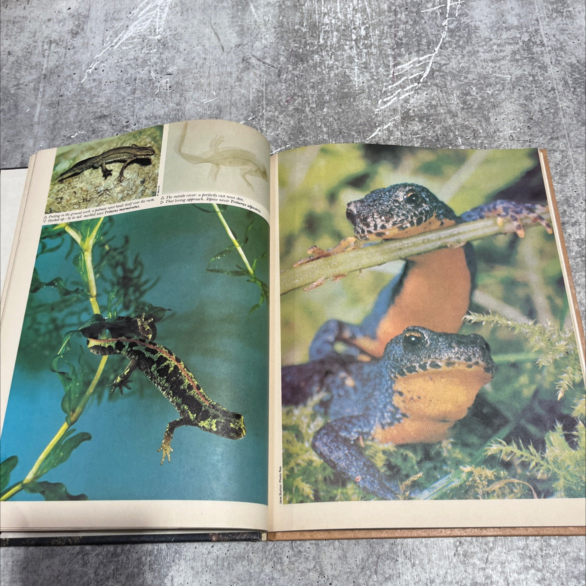funk & wagnalls wildlife encyclopedia book, by Dr. Maurice Burton and Robert Burton, 1974 Hardcover image 4