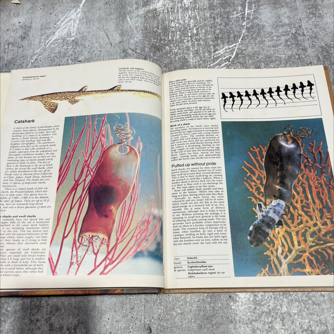 funk & wagnalls wildlife encyclopedia book, by Dr. Maurice Burton and Robert Burton, 1974 Hardcover image 4