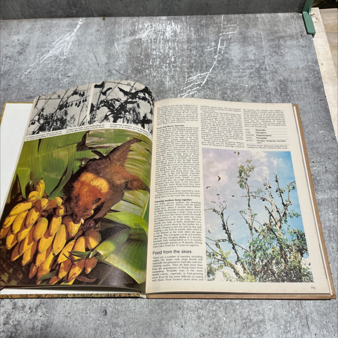 funk & wagnalls wildlife encyclopedia book, by Dr. Maurice Burton and Robert Burton, 1974 Hardcover image 4