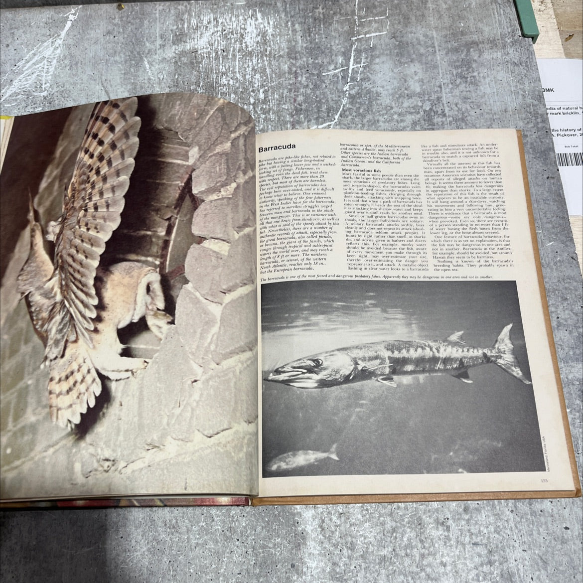 funk & wagnalls wildlife encyclopedia book, by Dr. Maurice Burton and Robert Burton, 1974 Hardcover image 4