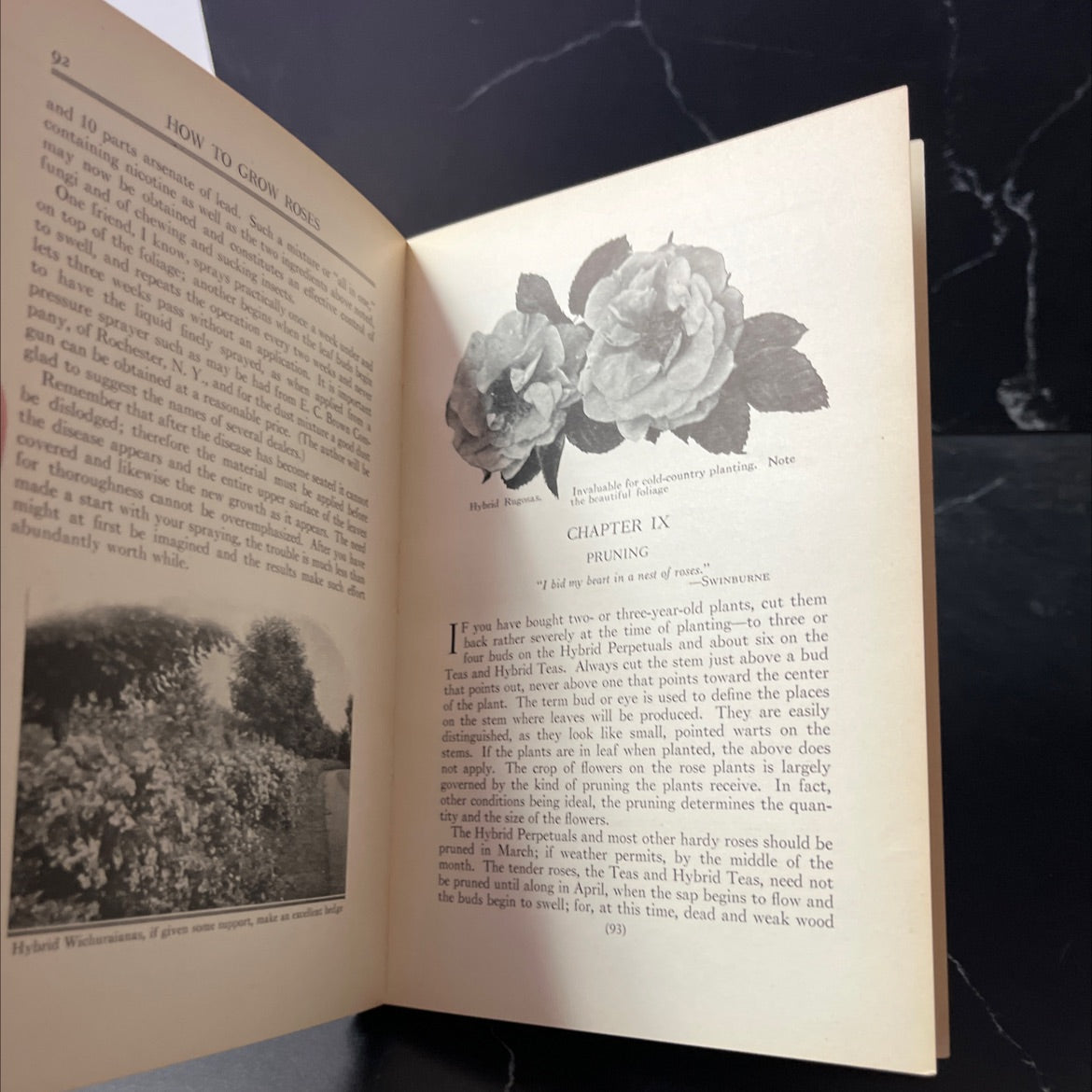 how to grow roses book, by robert pyle, 1923 Hardcover image 4