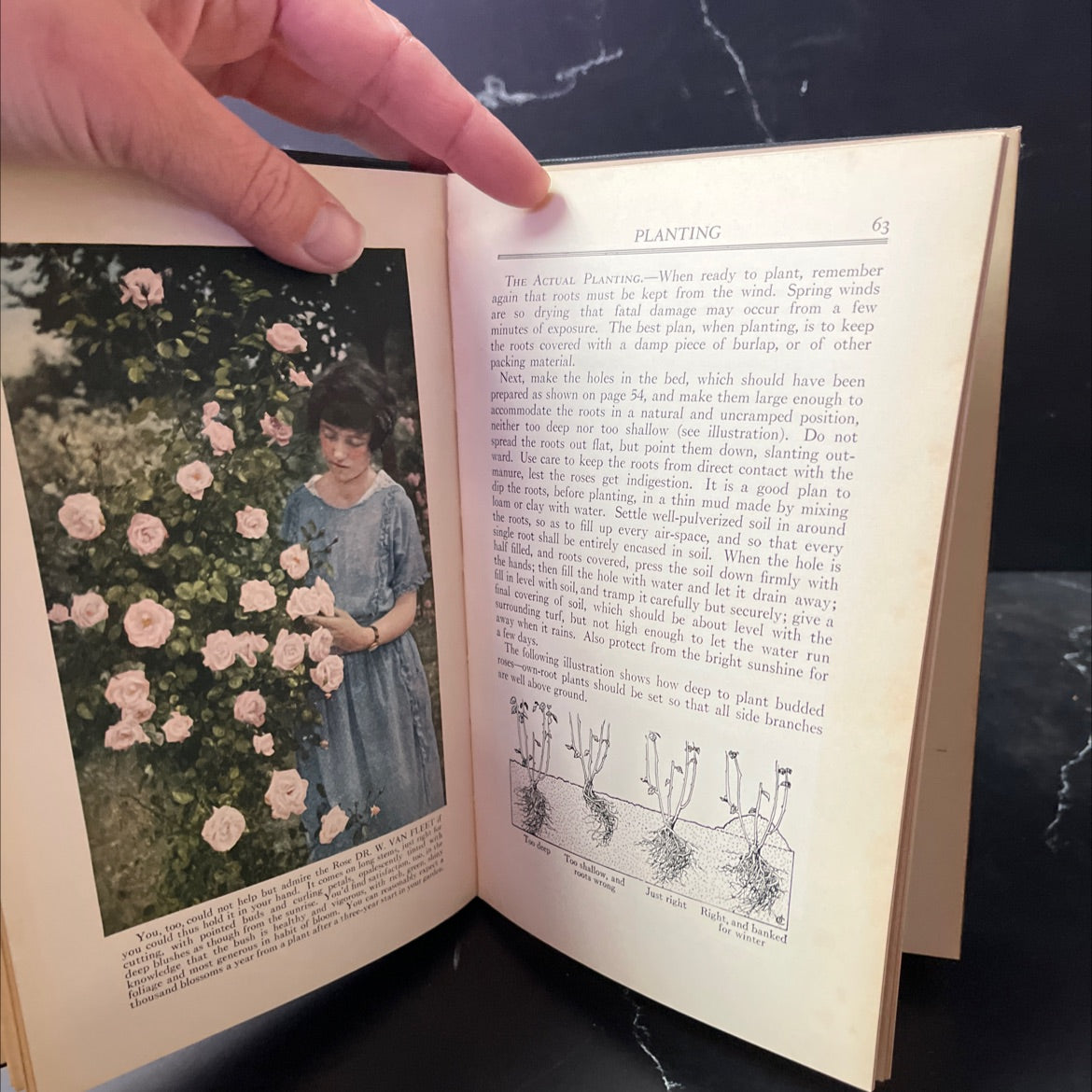 how to grow roses book, by robert pyle, 1923 Hardcover image 3