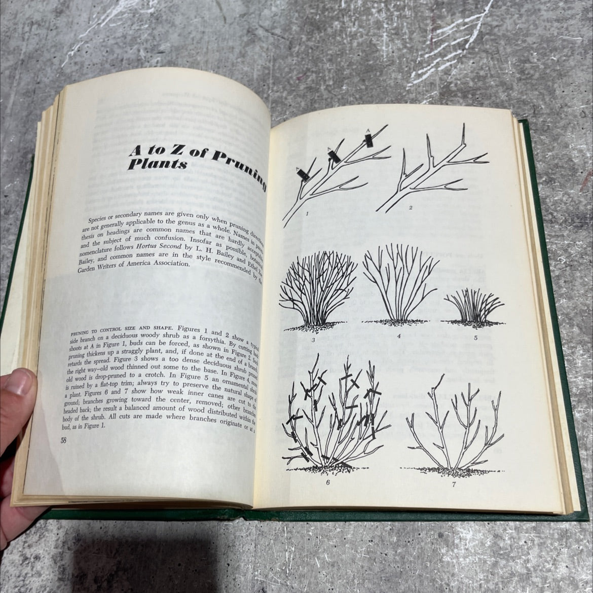 how to prune almost everything book, by john philip baumgardt, 1968 Hardcover image 4
